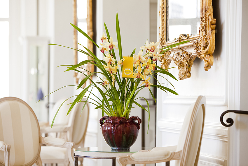 Orchidiva-cymbidium-buy-kweker